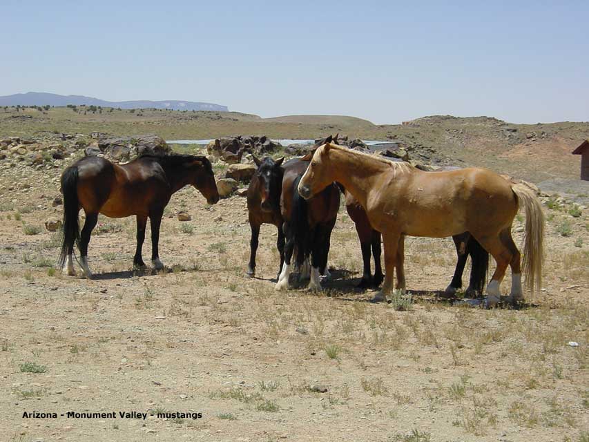 Mustangs indiens  Four Corners